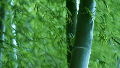 老话说“竹子开花,马上搬家”,为什么要搬家?有什么寓意吗?