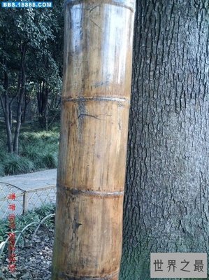 世界上最大的竹子巨龙竹,最高可达45米(15层楼)